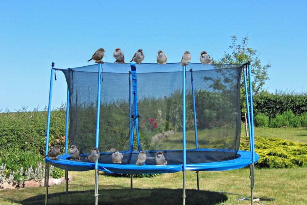 birds pooping on the trampoline