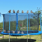 birds pooping on the trampoline